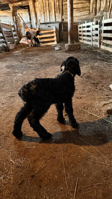 Жас туған қозылар сатылады.