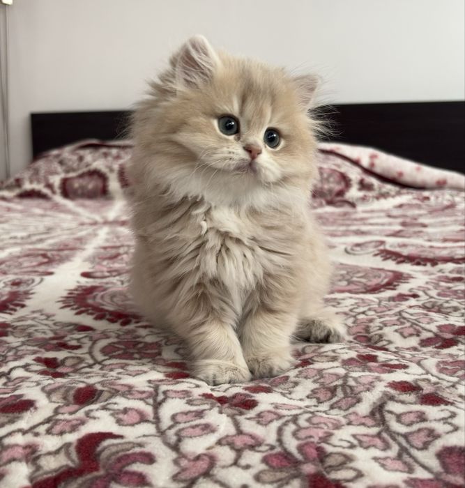 British longhair golden femela