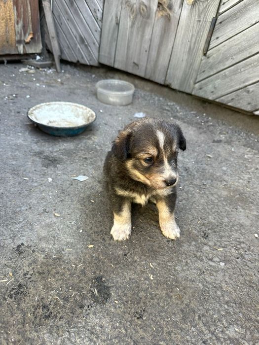 Благородная порода двор терьер