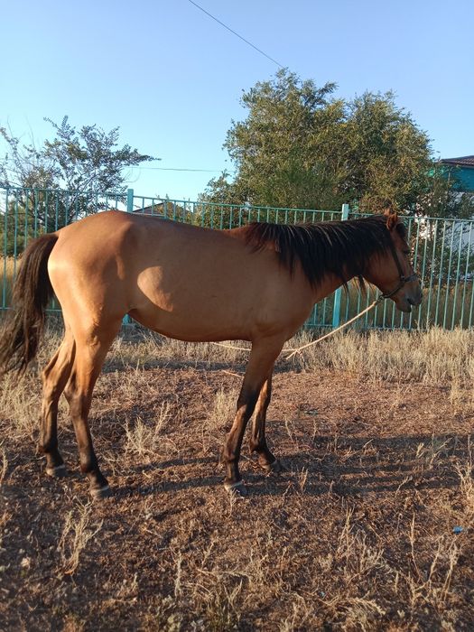 Жылқы, Сыер.бзау