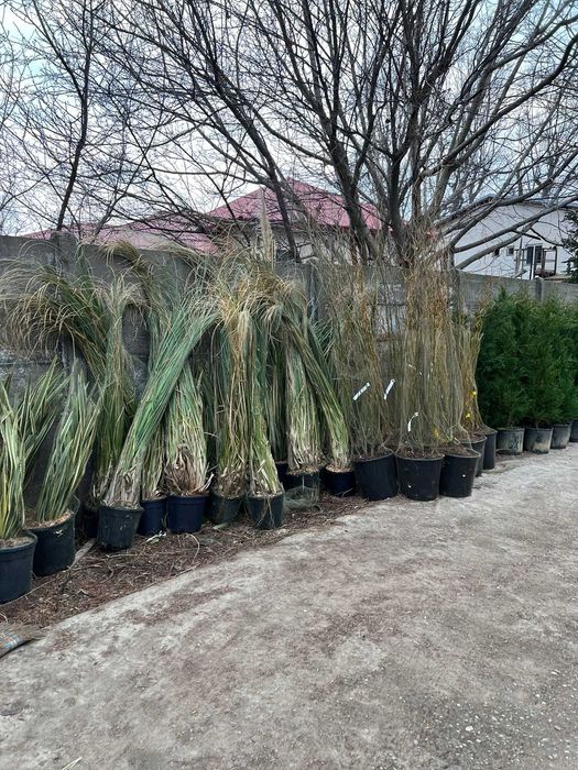 Iarba de  pampas plante decorative