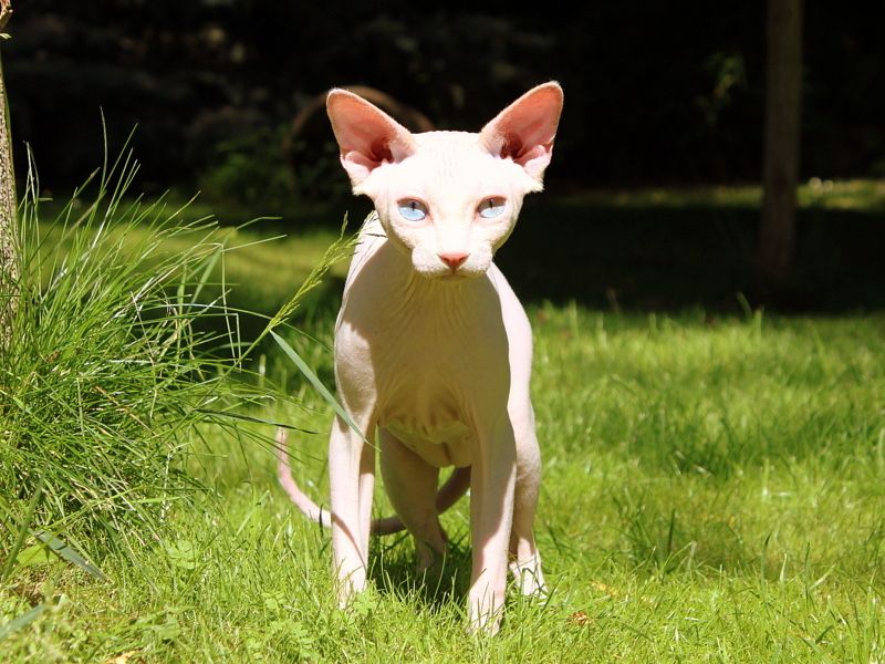 Сфинкс ( sphinx )