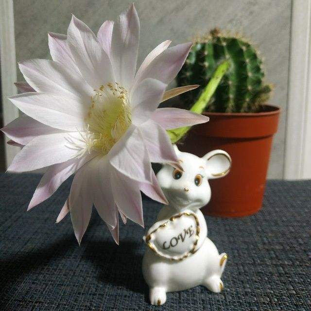 Кактус "Эхинопсис"  шаровидной формы