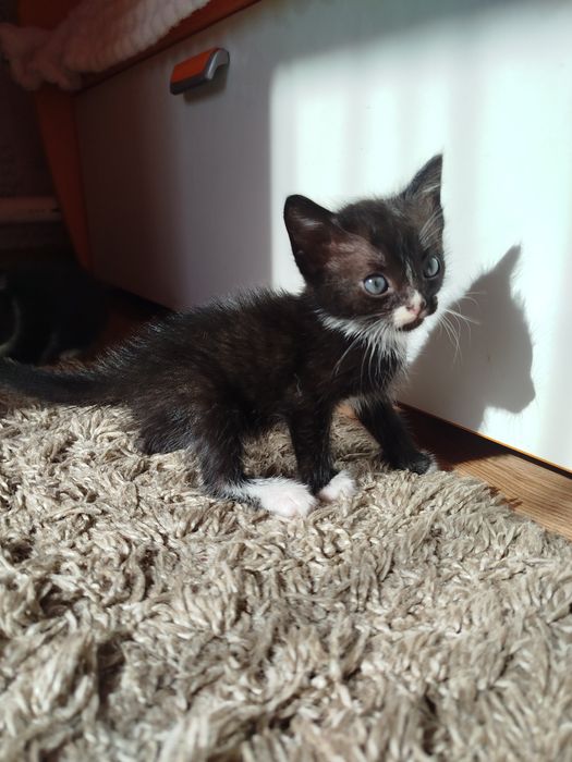 Отдам котят в хорошие руки