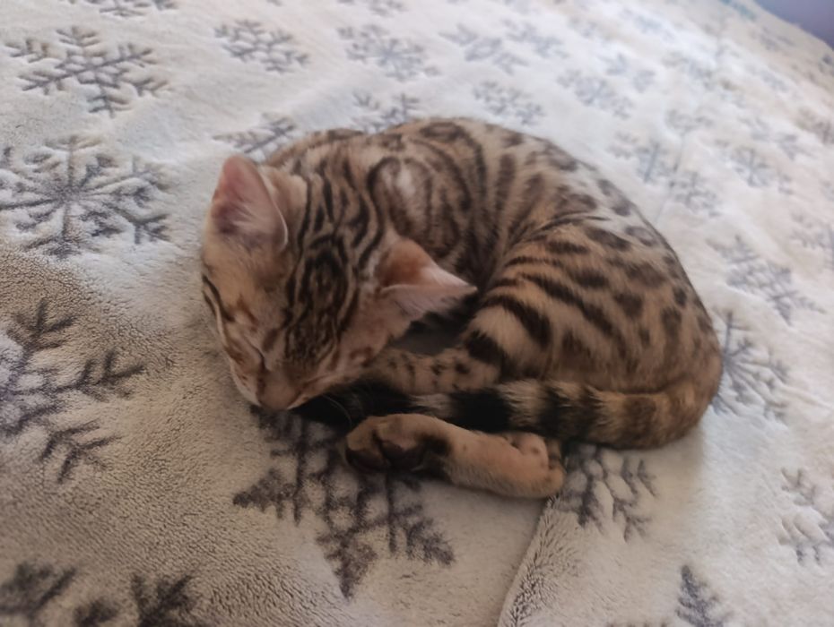 Продам котенка бенгал.