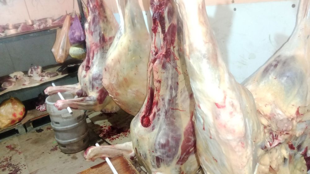 Жылқы еті сатылады. Байтал  бие,