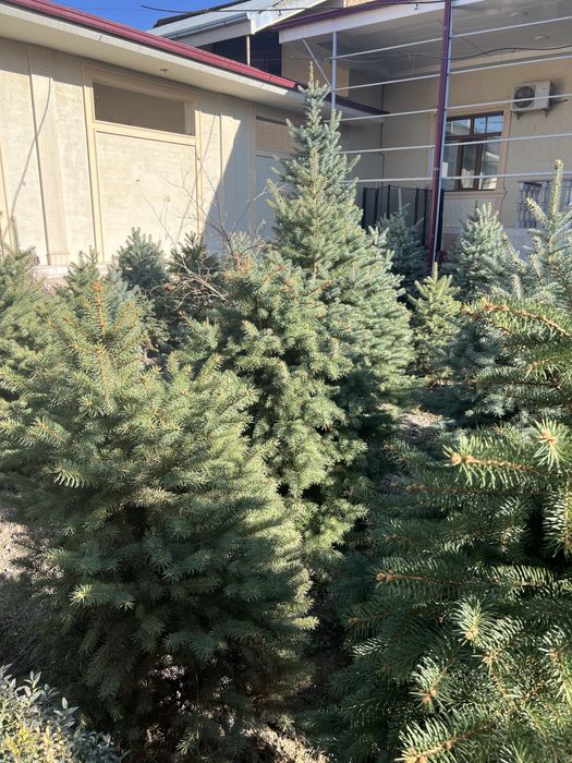 Голубая ель для сада и дачи