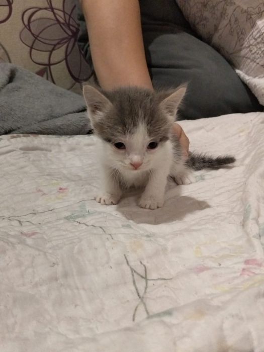 Отдам котят бесплатно
