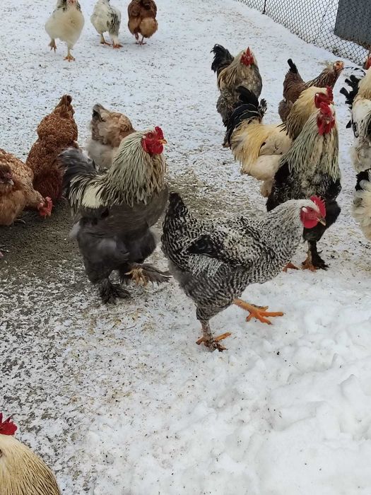 Cocosi crescuti la curte