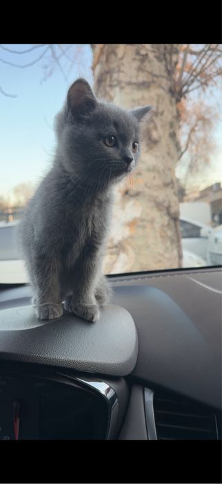 Сеотиш страйт 2 месяца мальчик деврчка