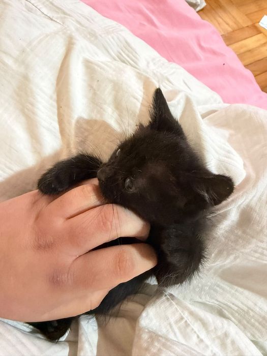 Pisici spre Adoptie