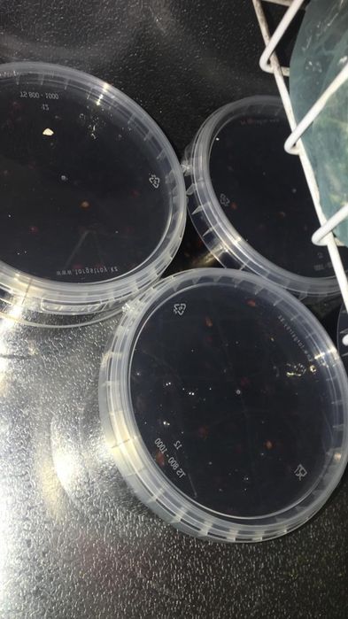 Варенье,солонина,мед,кобра,компоты