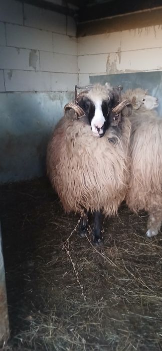 Oi tinere  de vânzare  mioare