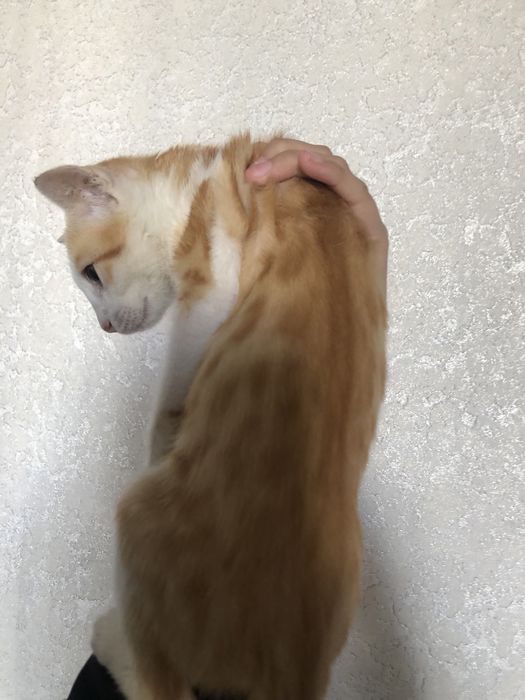 кошка бесплатно мальчик
