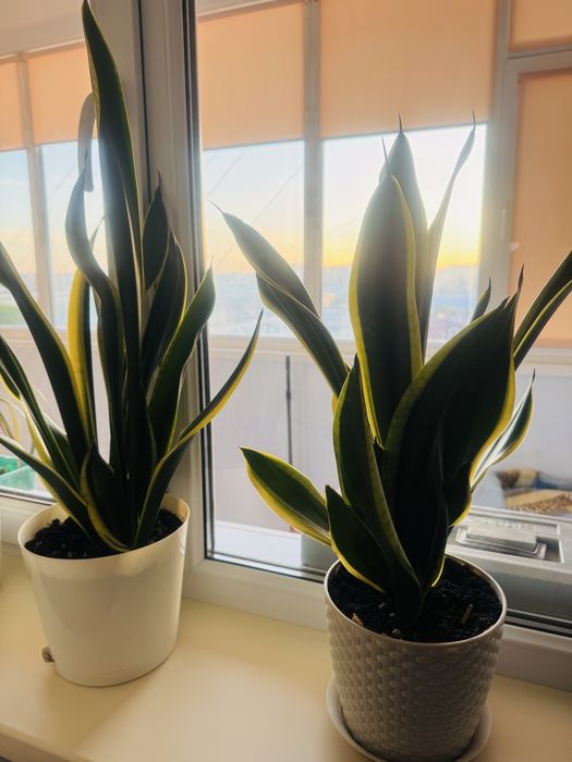 Сансеверия комнатные цветы