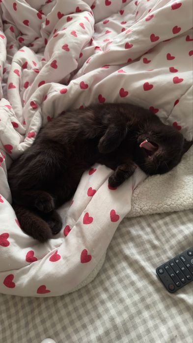 Отдам кошку, 4-5 месяцев