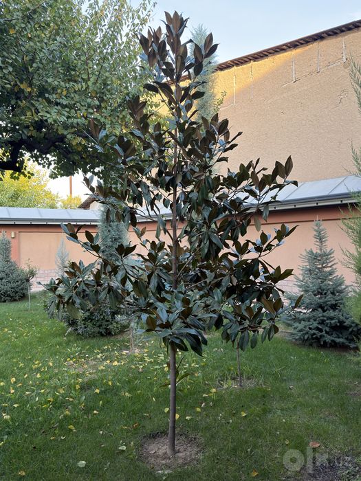 Magnolia grandiflora Chtamp