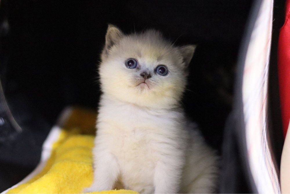 Продаются  британские котята