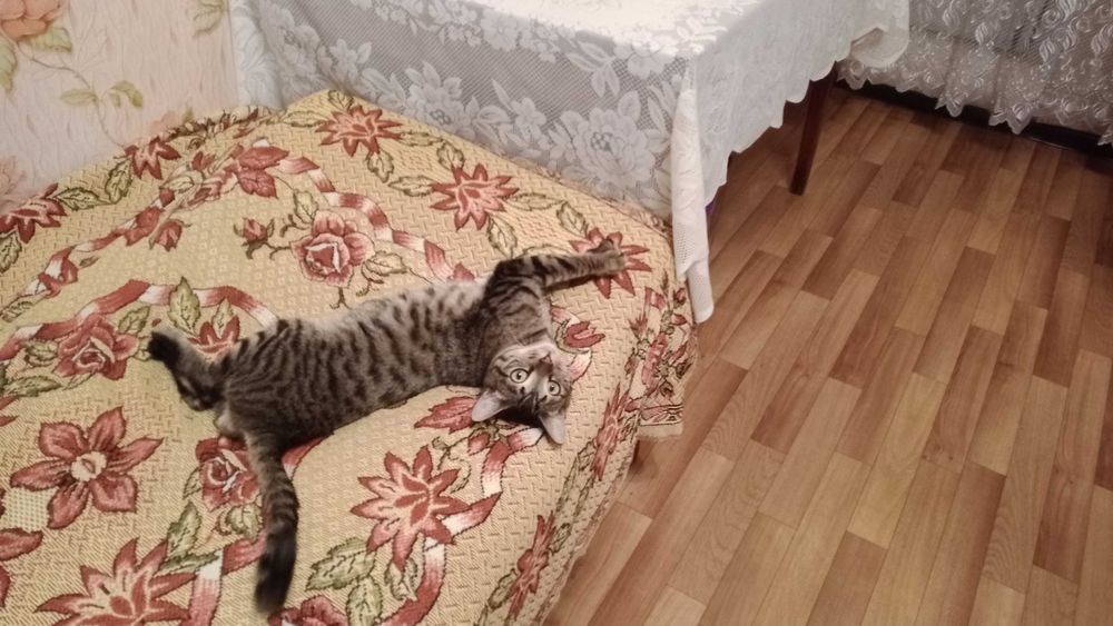 Отдам кота в хорошие руки