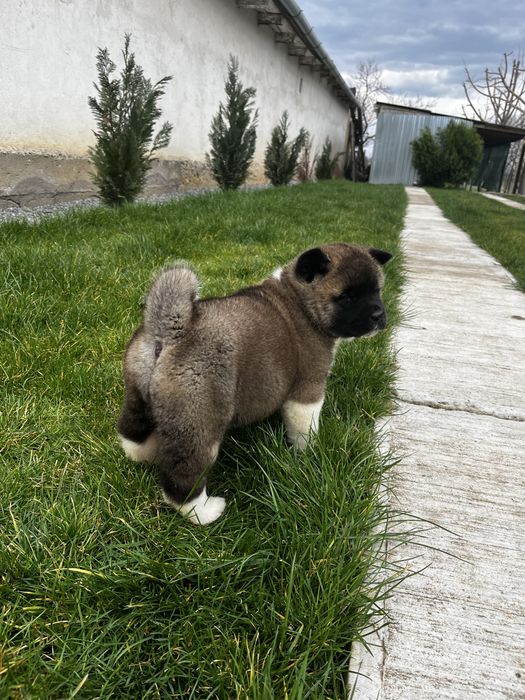 Femela Akita American