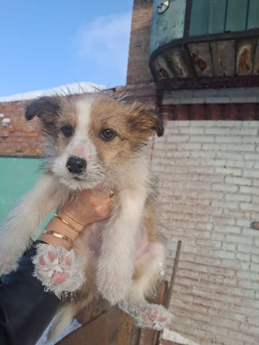 Отдам щенка 2 ,5 месяца