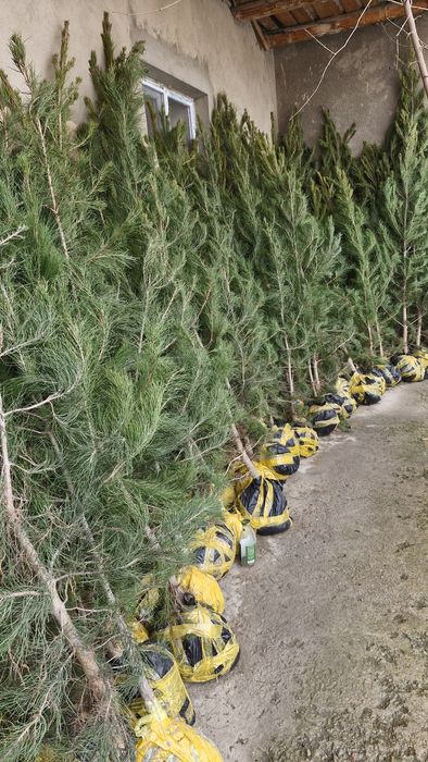 Елки оптом и в Розницу Ширша