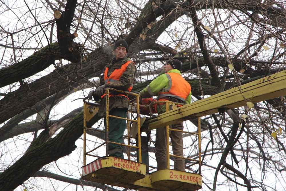 Дарахт.   кесамиз