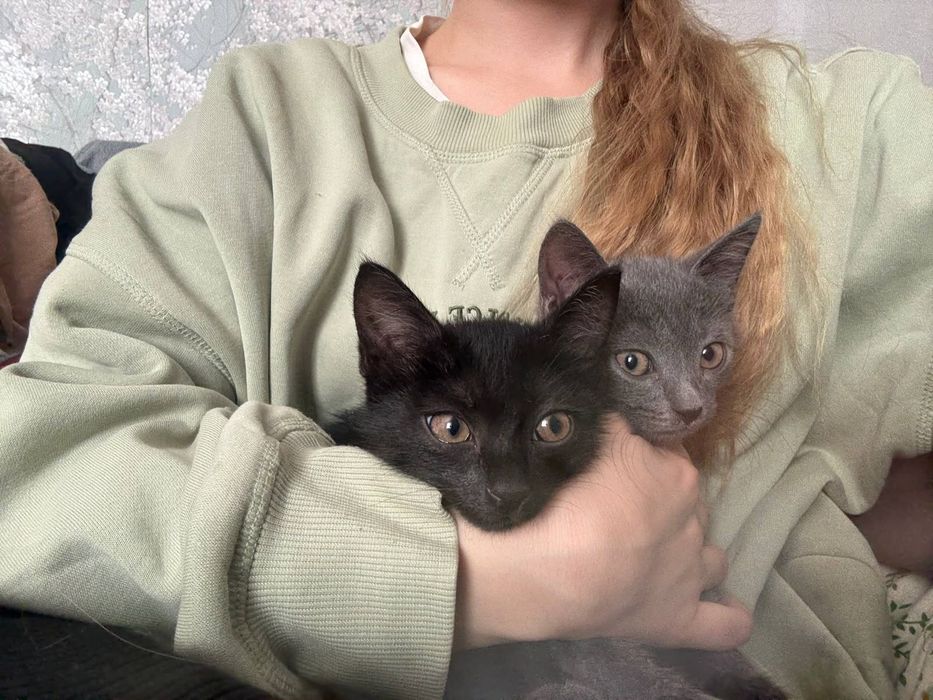 Отдам двух котят