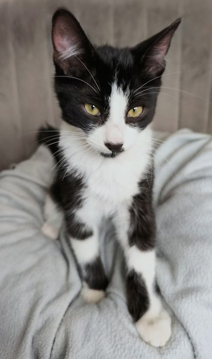 Котенце търси дом