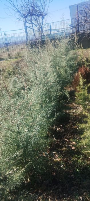 Продавам фиданки ливански кедър и аризонски кипарис