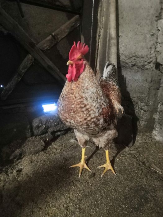 Билефельдер петухи