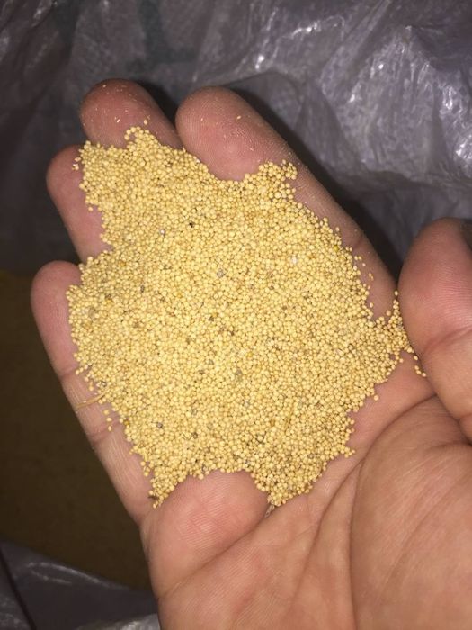 Амарант уруги Оптом