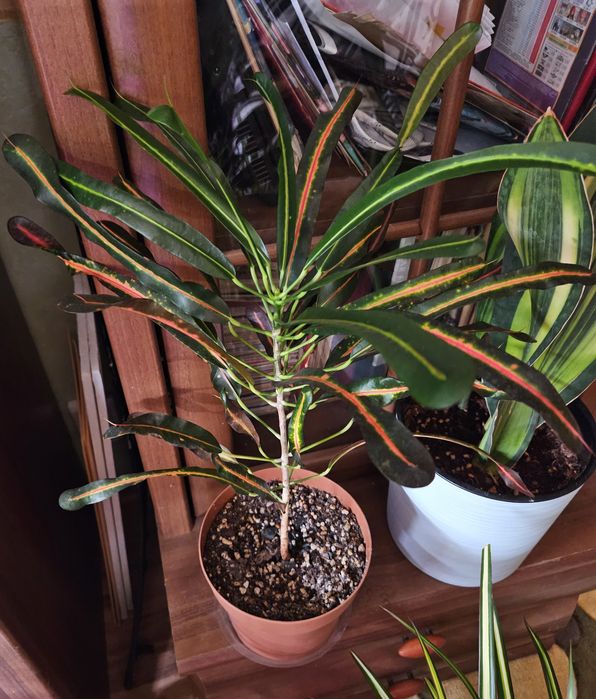 Продам комнатные растения