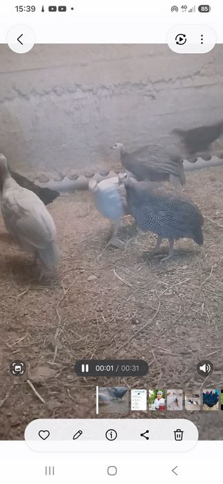 Цесарка сотилади