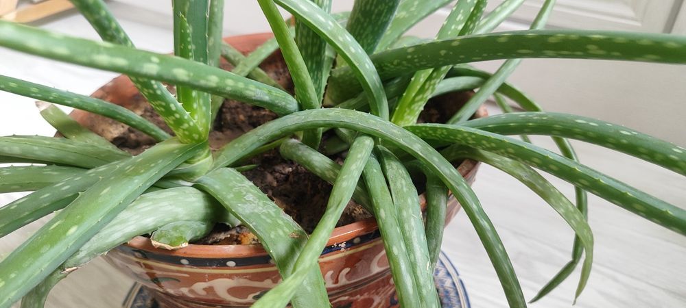 Цветок алое вера