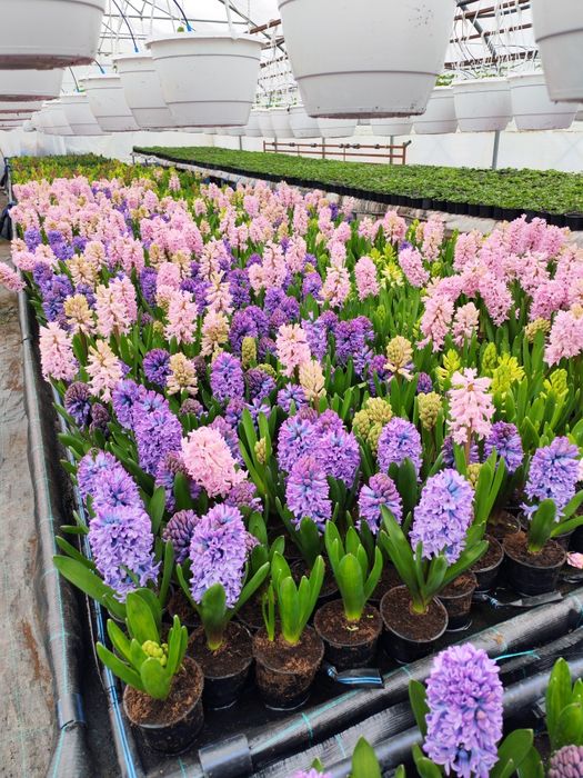 Zambile,primule ,ciclamen