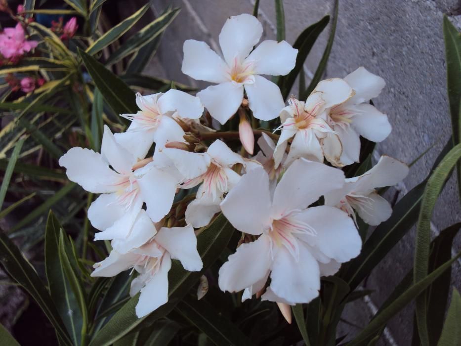 Зокум - различни цветове и големини закум, лян олеандър