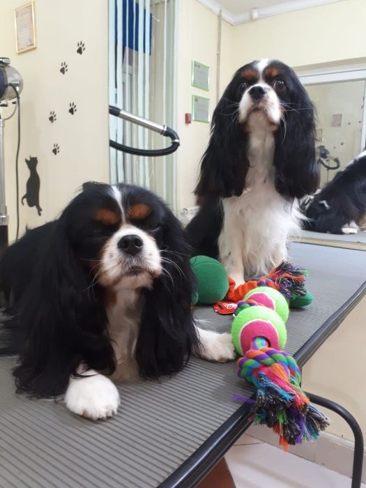 щенки японской сибы