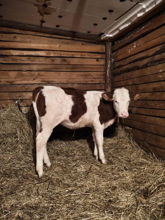 Vând o vitea bălțată românească