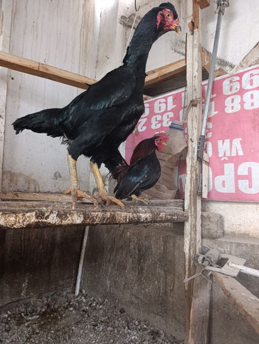 Продам японский петух