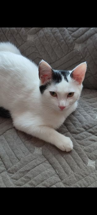 Мальчишки в добрую семью