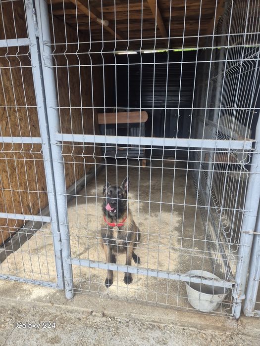 Ciobanesc Malinois