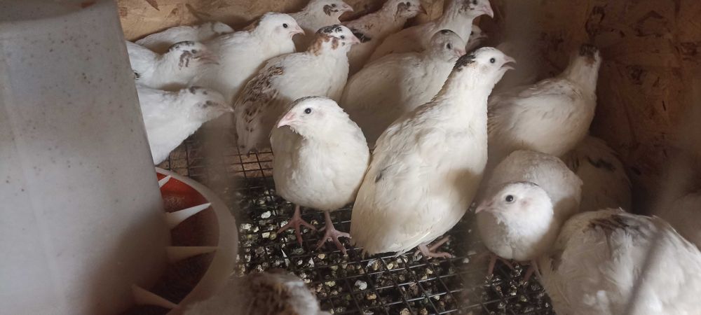 Перепела от суточных до несушек