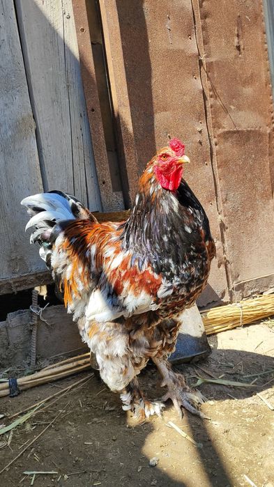 Кораз сатылади Багаси келисимли