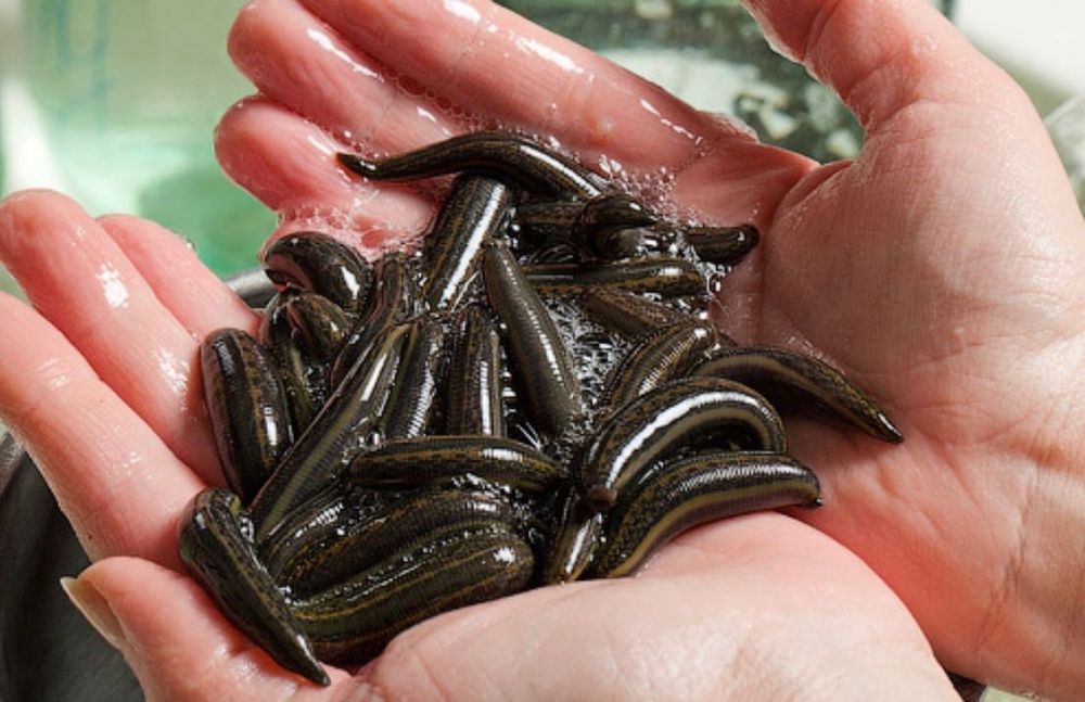 Пиявки Оптом. Зулук Zulik optomga. Косметичка, Средний,Стандарт,Болшой