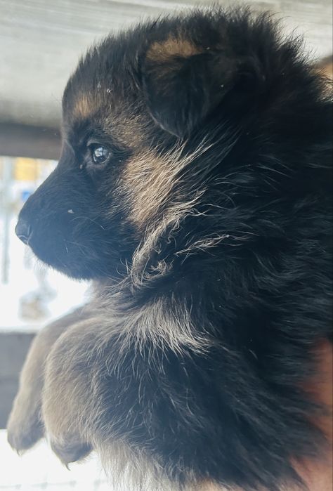 Femeluta ciobanesc german