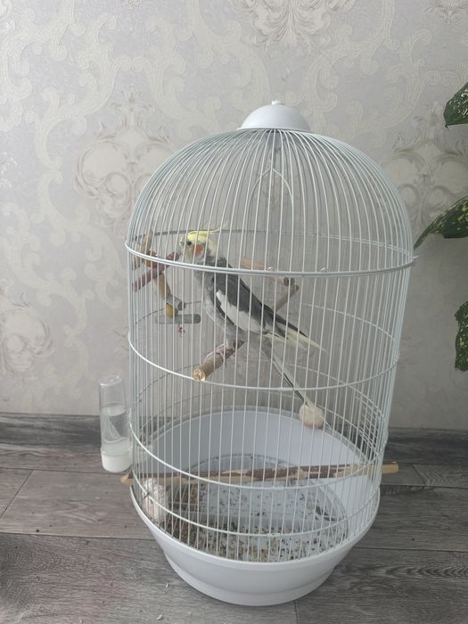 Карелла папугай продам