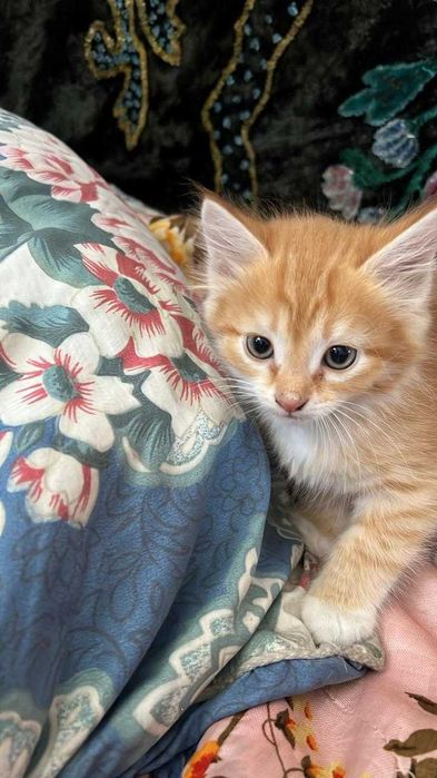 отдам красивых котят