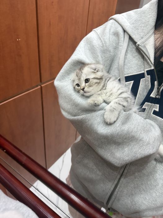 Шотландский вислоухий котёнок
