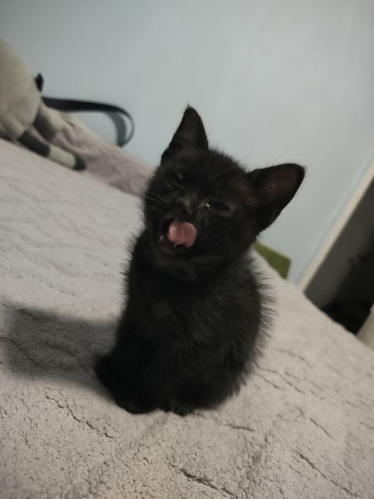 Отдам котёнка в добрые руки
